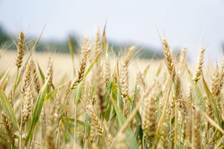 Russia-Ukraine Conflict and Wheat Supply in Kenya